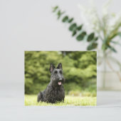 犬 ポストカード (スタンド正面)