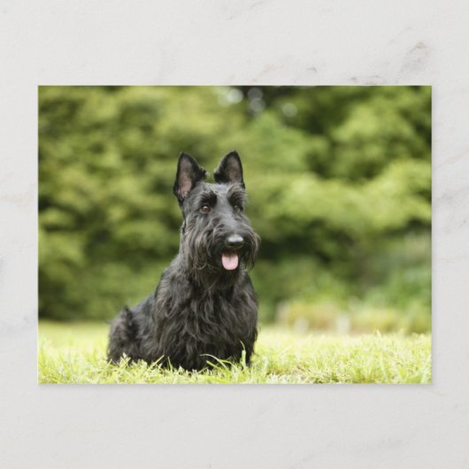 犬 ポストカード (正面)