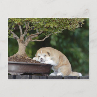 犬 ポストカード