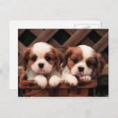 犬 ポストカード (正面/裏面)