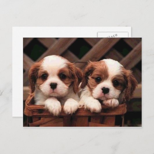 犬 ポストカード (正面/裏面)