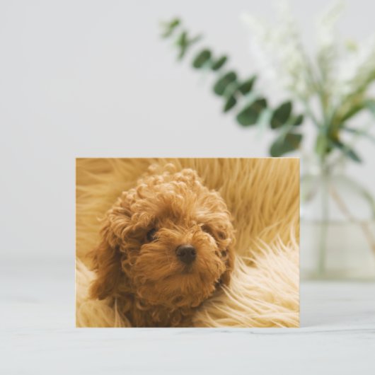 犬 ポストカード (スタンド正面)