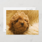 犬 ポストカード (正面/裏面)