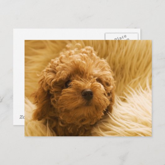 犬 ポストカード (正面/裏面)