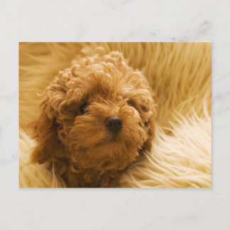 犬 ポストカード