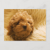 犬 ポストカード (正面)