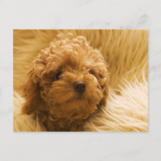 犬 ポストカード (正面)