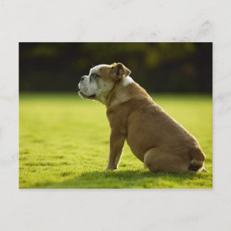 犬 ポストカード