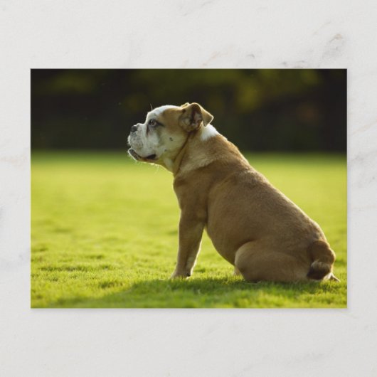 犬 ポストカード (正面)
