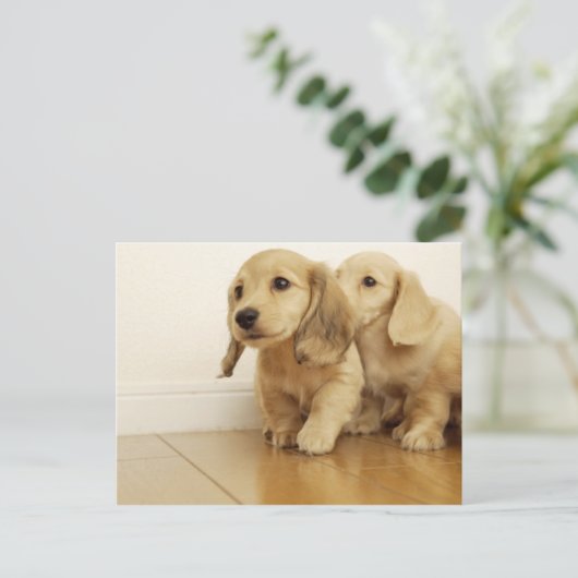 犬 ポストカード (スタンド正面)