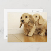 犬 ポストカード (正面/裏面)