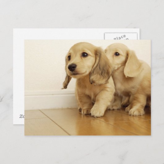 犬 ポストカード (正面/裏面)