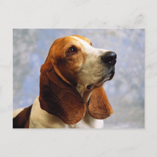 犬 ポストカード (正面)