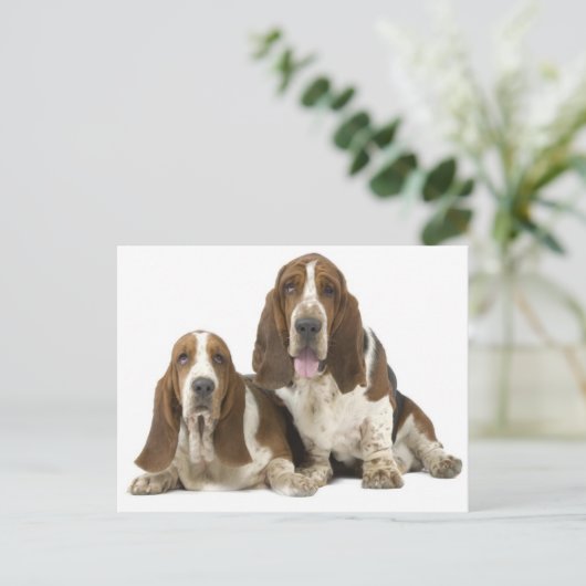 犬 ポストカード (スタンド正面)