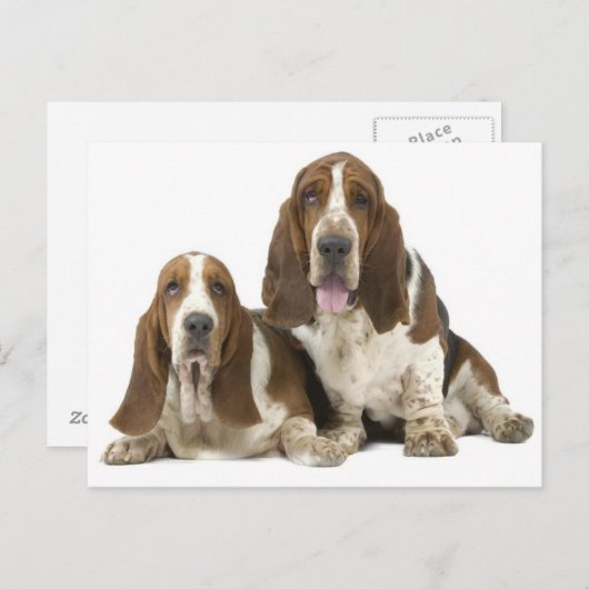 犬 ポストカード (正面/裏面)