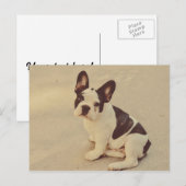 犬 ポストカード (正面/裏面)