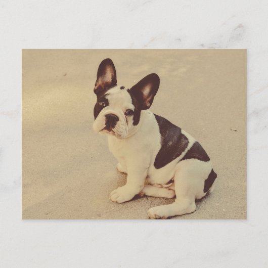 犬 ポストカード (正面)