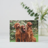 犬 ポストカード (スタンド正面)