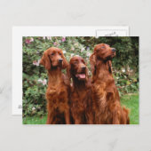 犬 ポストカード (正面/裏面)