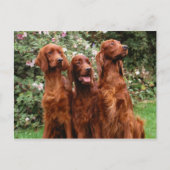 犬 ポストカード (正面)