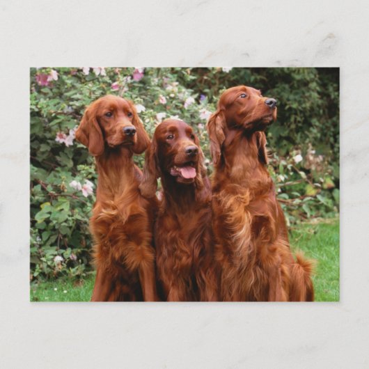 犬 ポストカード (正面)