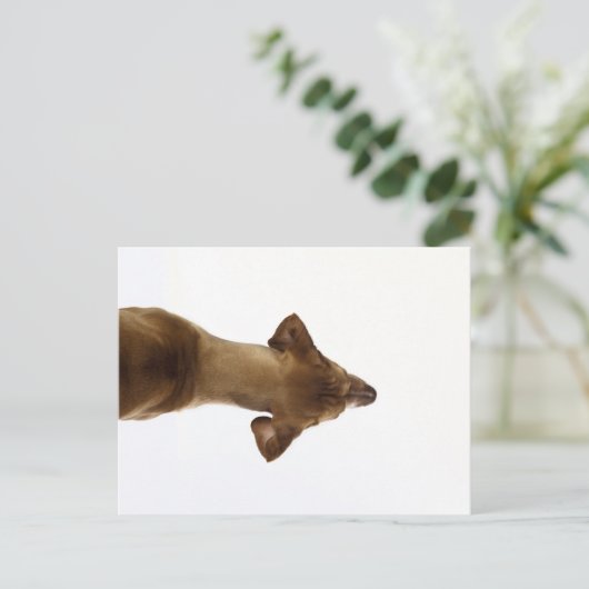 犬 ポストカード (スタンド正面)