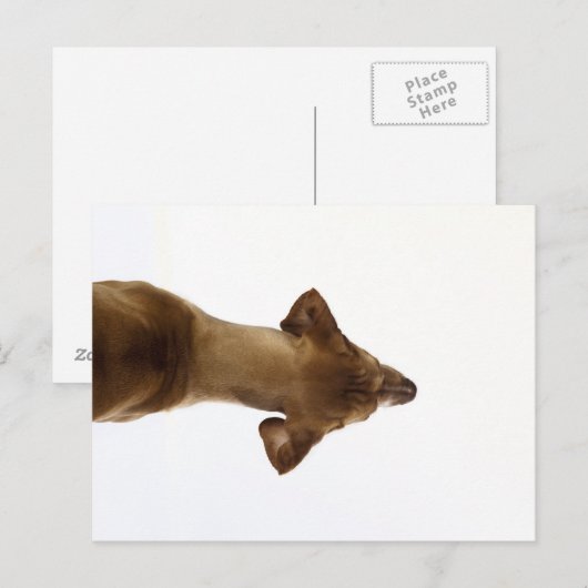 犬 ポストカード (正面/裏面)