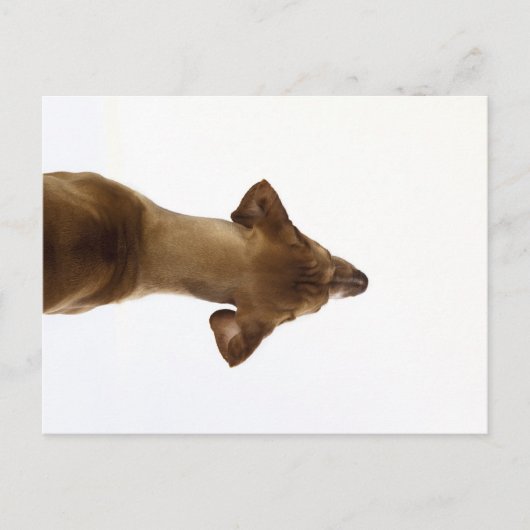 犬 ポストカード (正面)