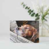 犬 ポストカード (スタンド正面)