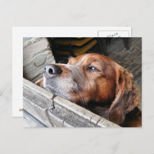 犬 ポストカード (正面/裏面)