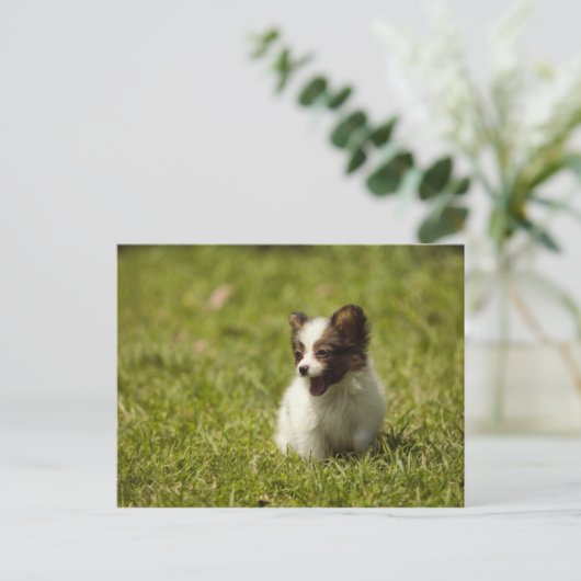 犬 ポストカード (スタンド正面)