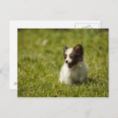 犬 ポストカード (正面/裏面)