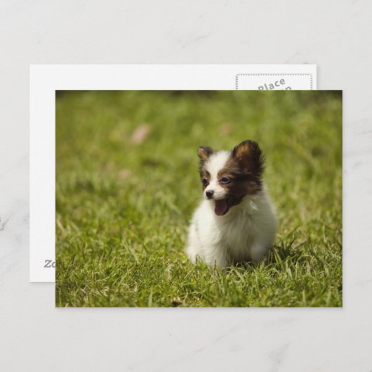 犬 ポストカード (正面/裏面)
