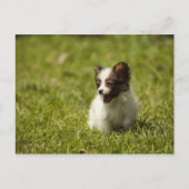 犬 ポストカード (正面)
