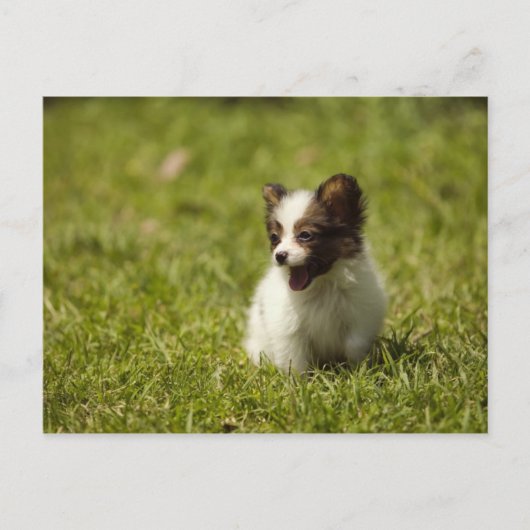 犬 ポストカード (正面)