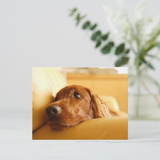 犬 ポストカード (スタンド正面)