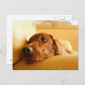 犬 ポストカード (正面/裏面)