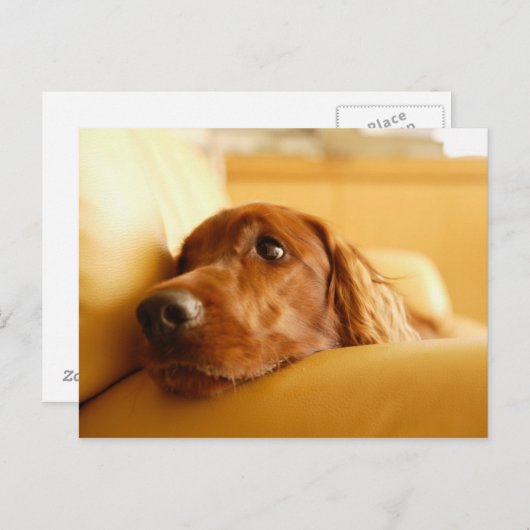 犬 ポストカード (正面/裏面)