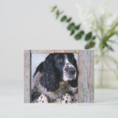 犬 ポストカード (スタンド正面)