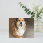 犬 ポストカード (スタンド正面)