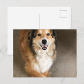犬 ポストカード (正面/裏面)