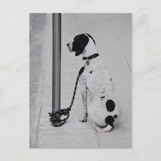 犬 ポストカード (正面)