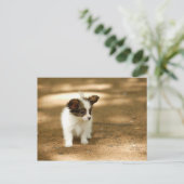 犬 ポストカード (スタンド正面)