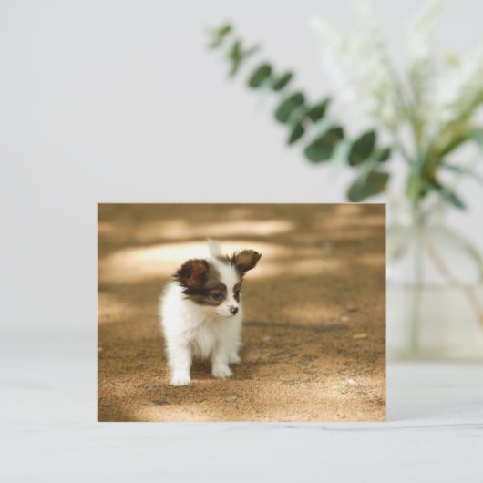 犬 ポストカード (スタンド正面)