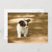 犬 ポストカード (正面/裏面)