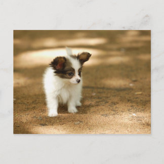 犬 ポストカード