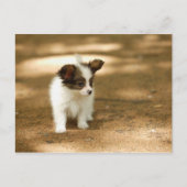 犬 ポストカード (正面)