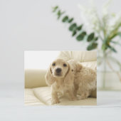 犬 ポストカード (スタンド正面)