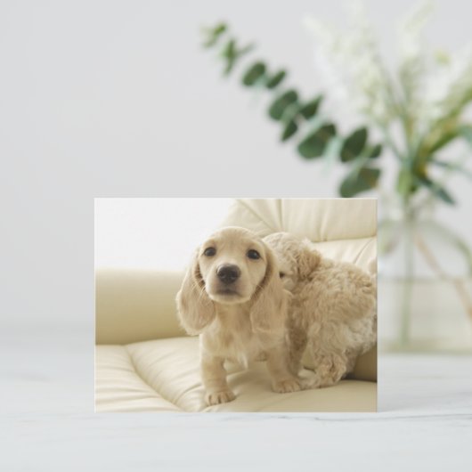 犬 ポストカード (スタンド正面)