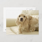 犬 ポストカード (正面/裏面)